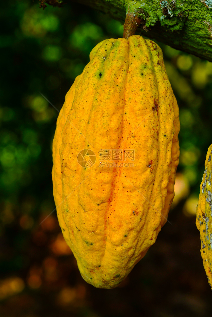 树上的可可果 树上的可可豆荚种植园植物学盆地雨林烘烤丛林异国花园食物生长图片