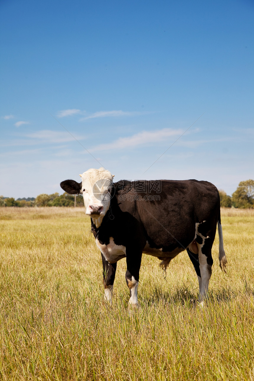 奶牛食物好奇心动物家畜农业蓝色草地哺乳动物农场奶制品图片