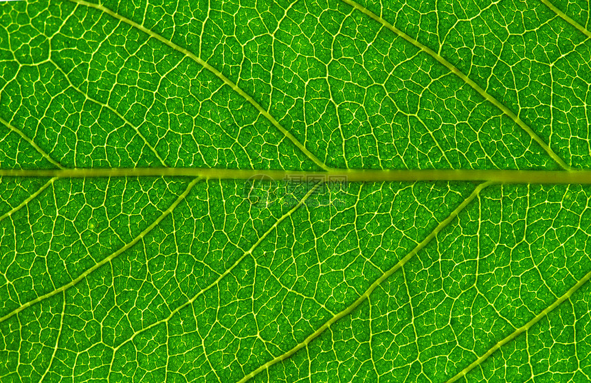 树叶背景植物群叶子脉络生长生活光合作用绿色线条生态植物图片