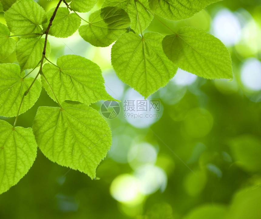 绿叶宏观植物生长环境树木森林树叶绿色叶子图片