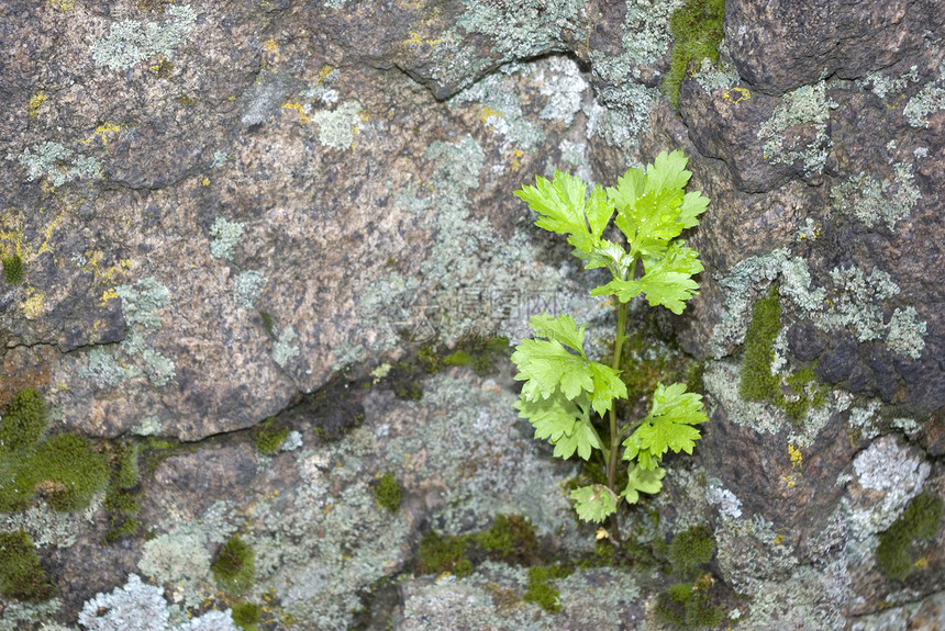 发电厂生活树叶花园火山石头绿色叶子植物生存岩石图片