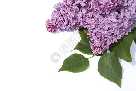 丁香花衬套叶子白色花束植物枝条框架季节植物学紫色背景图片