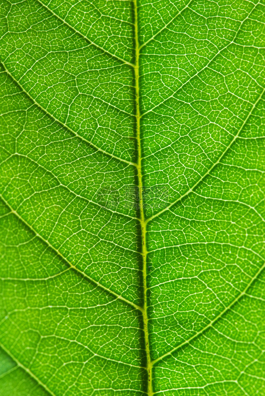 叶子脉络绿色环境植物群线条生长植物生态宏观光合作用图片