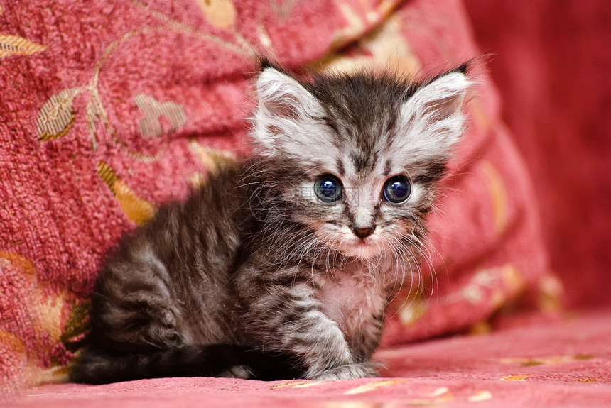 小灰猫灰色猫科动物虎斑尾巴头发宠物小猫晶须条纹图片