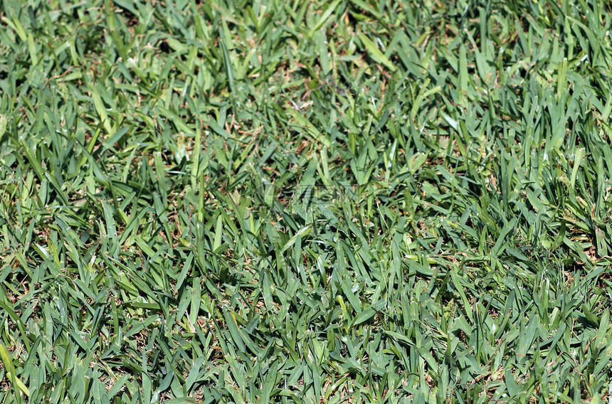 绿草背景植物群场地草地植物纹理刀片图片