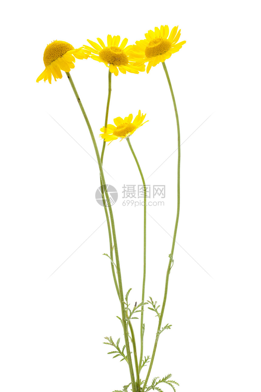 黄色甘菊植物群野花宏观草本植物洋甘菊叶子植物图片