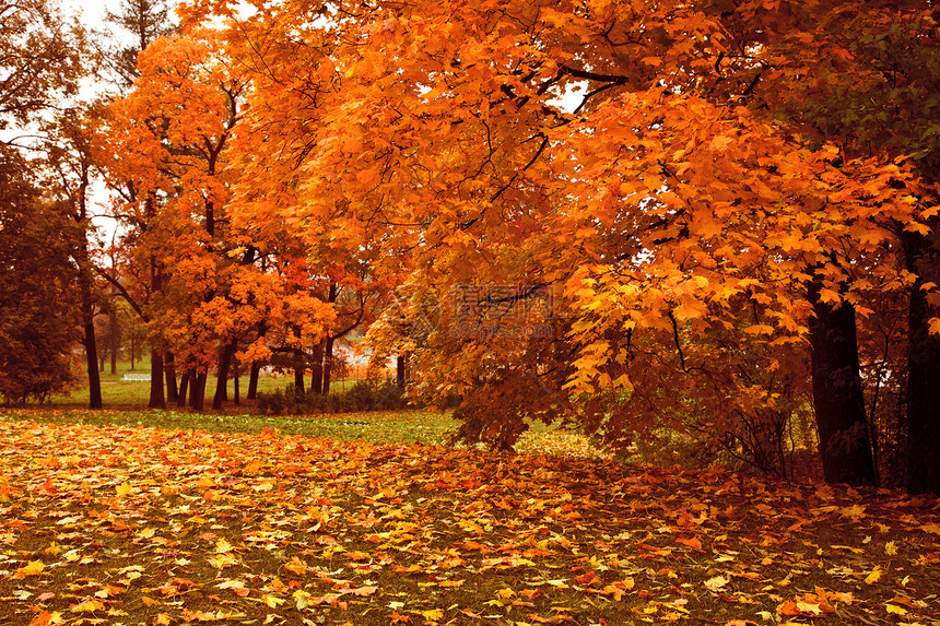 秋林褪色公园橙子金子植物墙纸生态环境叶子地面图片