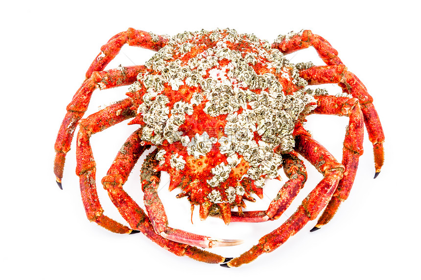 蜘蛛蟹动物海洋野生动物食物红色美食螃蟹烹饪海鲜甲壳图片