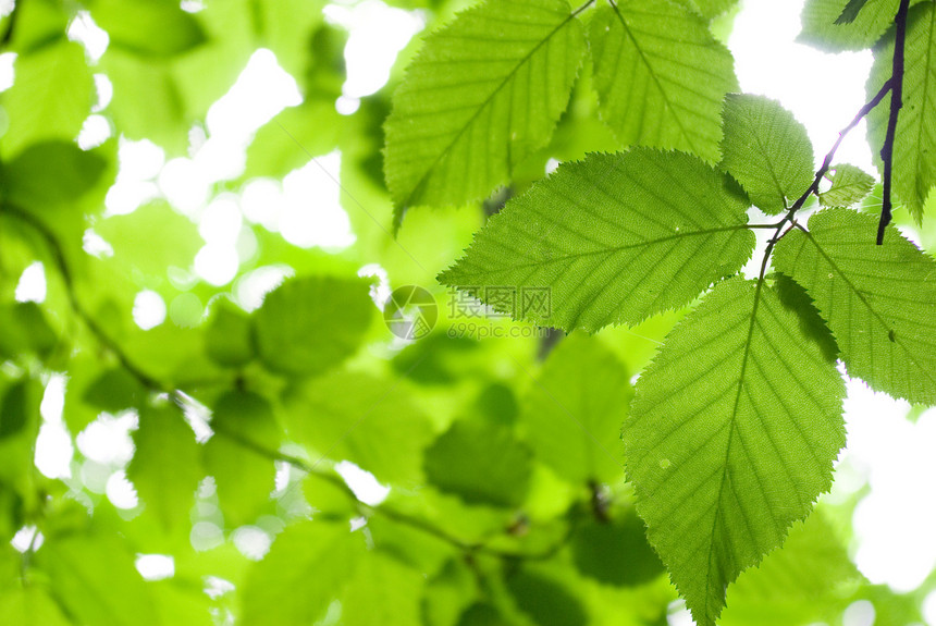 绿叶环境森林叶子绿色植物宏观树木生长树叶图片
