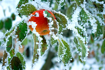 苹果薄片水果滴水分支机构斑点果皮红色高清图片