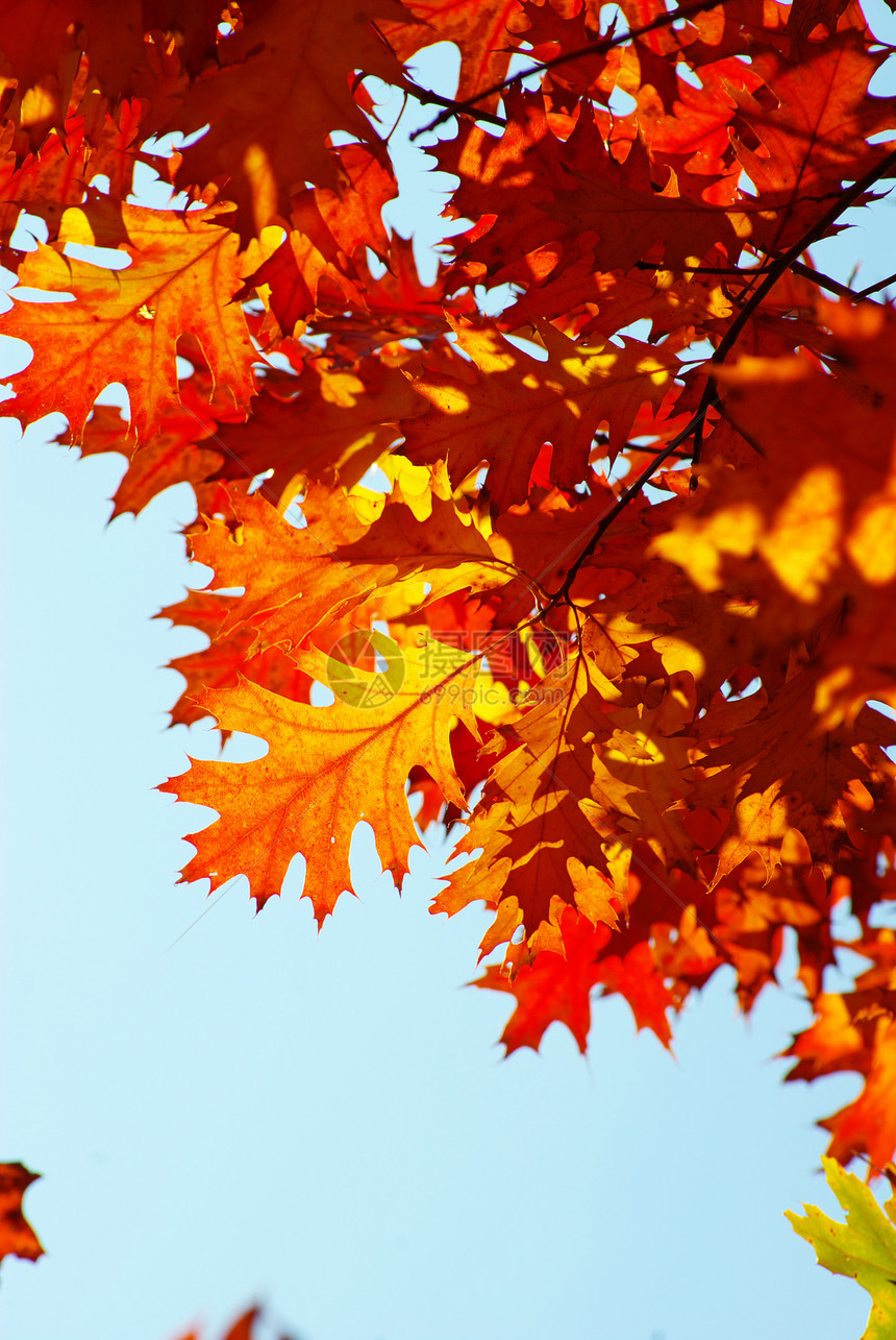 秋季假期红色树叶叶子森林植物生长分支机构橙子环境图片