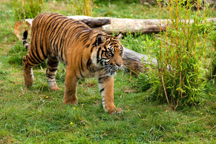 年轻的苏门答腊虎渡过绿林图片