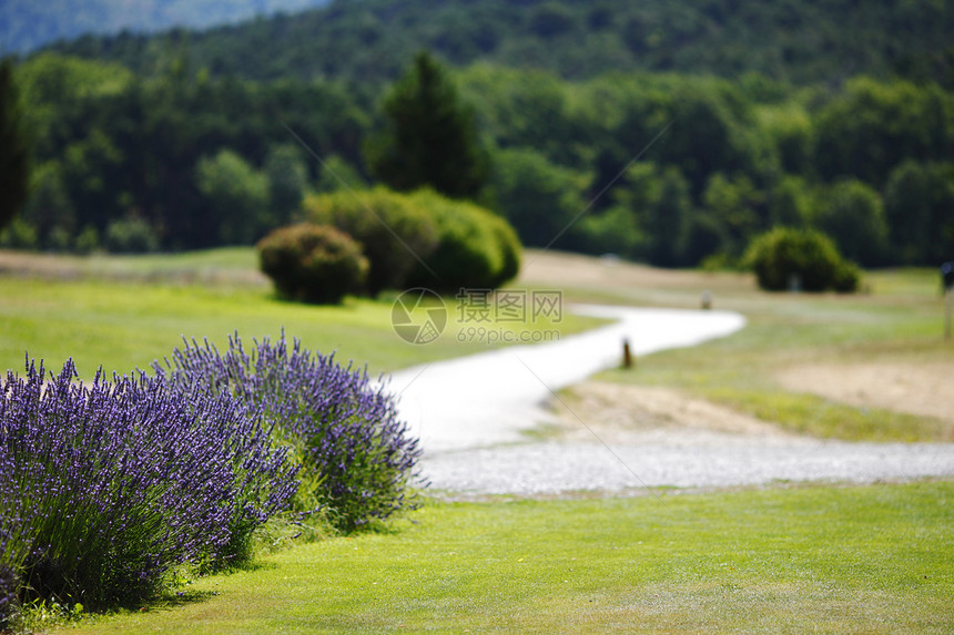 盐紫花贴上植物衬套农田亮片农业宏观植物学英语农场花园图片