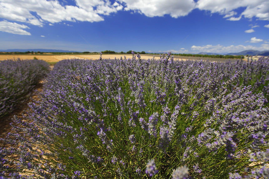 淡紫地蓝色线条疗法收成香味农场紫色农业花朵风景图片