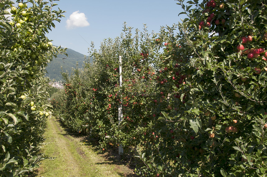 红色美味的苹果 来自treentino季节季节性收成绿色食物花园叶子水果饮食图片