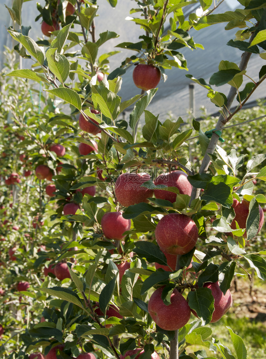 红色美味的苹果 来自treentino季节性绿色花园食物水果叶子饮食季节收成图片