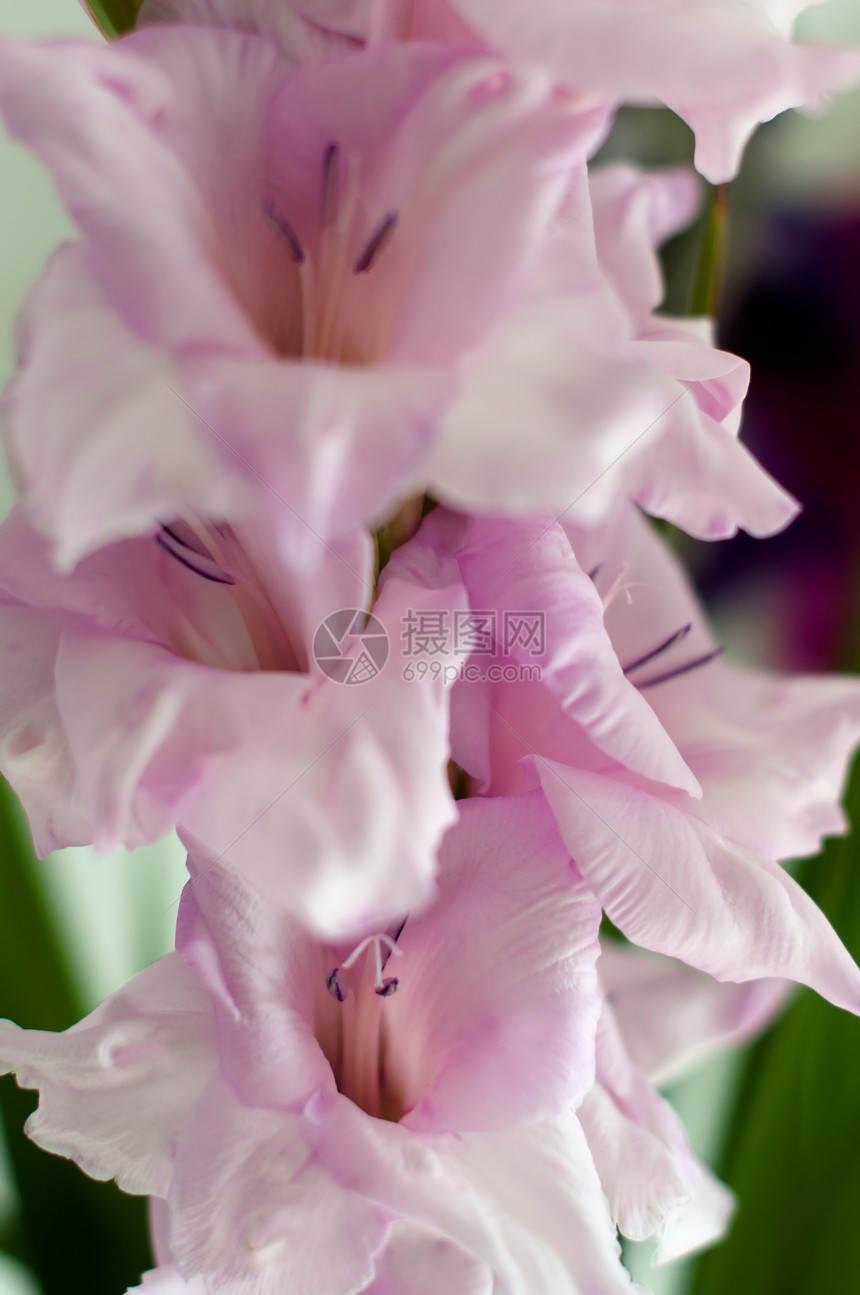 美丽的粉红色花朵鸢尾花花束百合花瓣植物绿色宏观白色植物学粉色图片