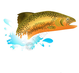 野生虹鳟鱼鲑鱼钓鱼游泳海洋动物群粉色海鲜红色水族馆野生动物设计图片