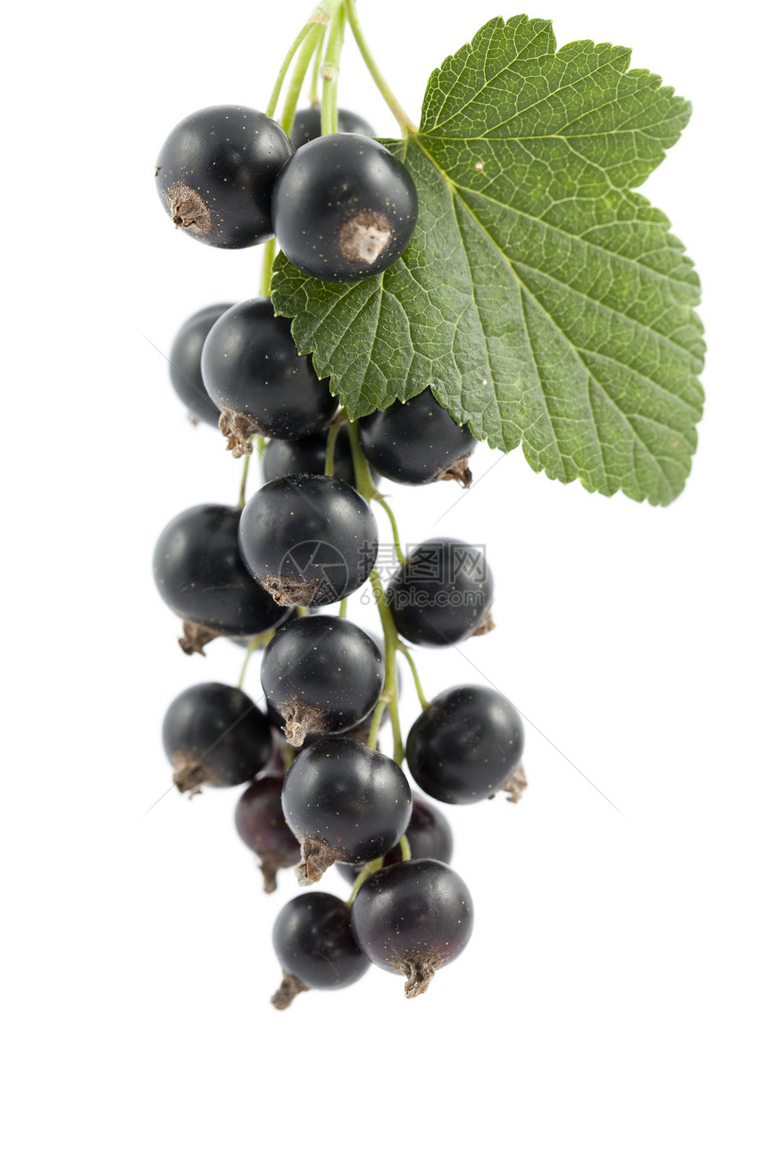 黑色曲线黑水果浆果宏观叶子食物图片