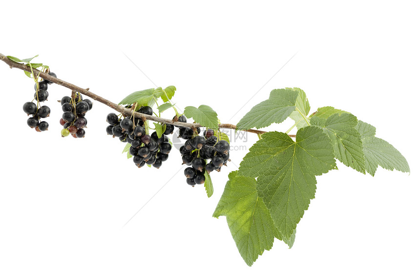 黑色曲线黑叶子浆果植物食物水果宏观图片