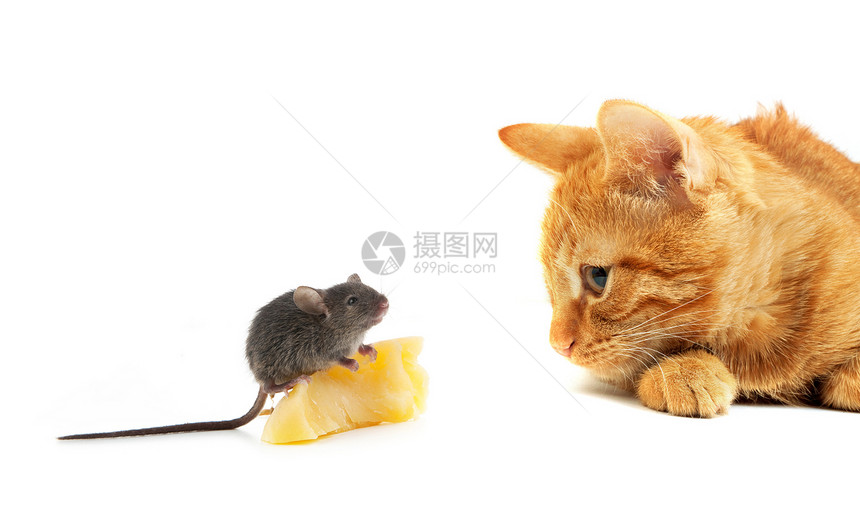 鼠和猫友谊尾巴爪子混种玩具猎人毛皮乐趣跑步晶须图片