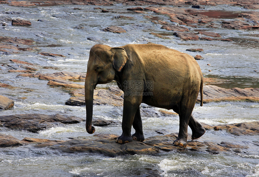 印度大象食草濒危象牙厚皮野生动物动物国家荒野耳朵生态图片