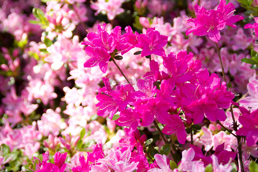 美丽的紫色绿色香味衬套植物学味道粉色玫瑰香水季节图片