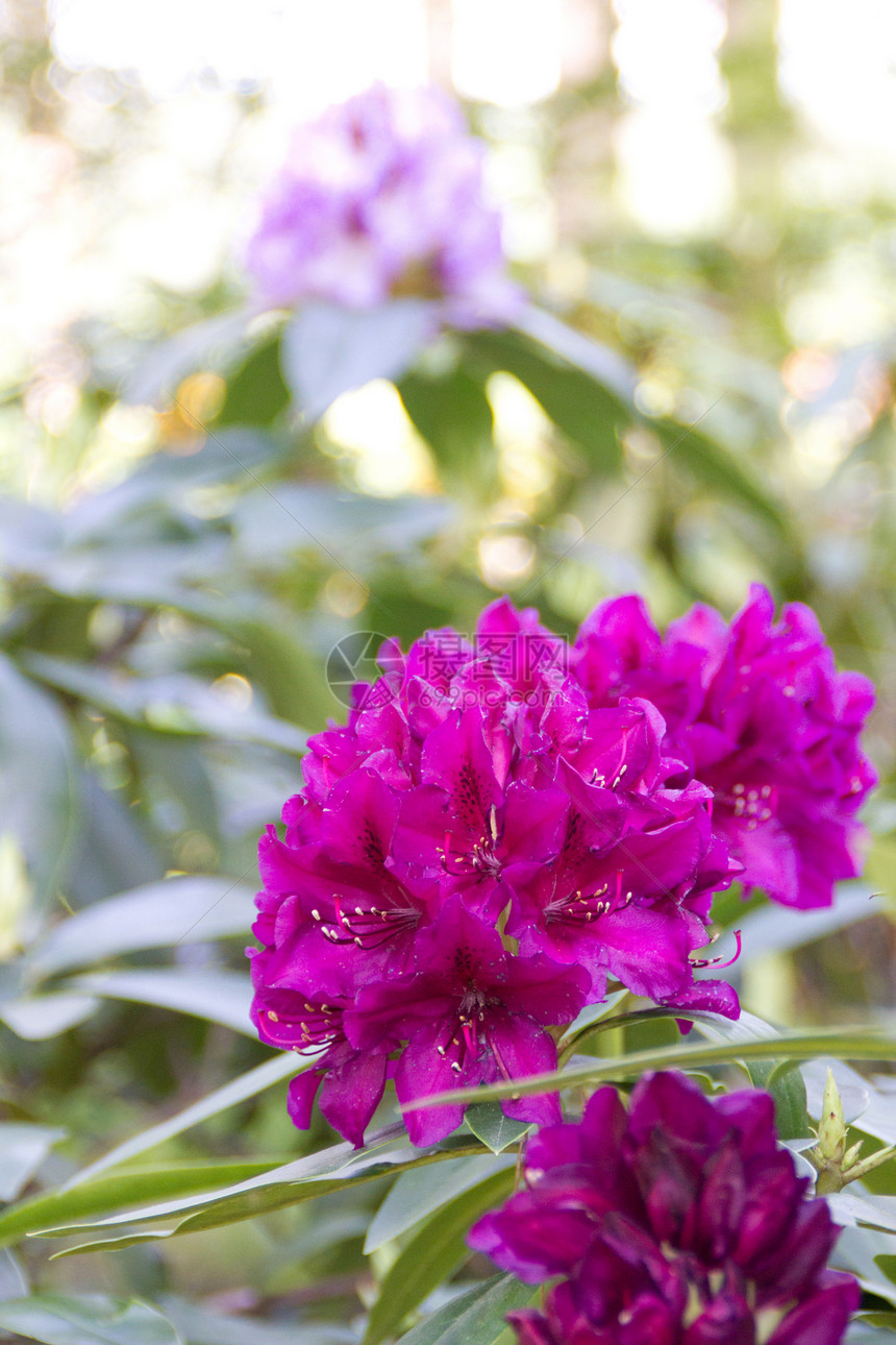 美丽的香水植物学紫色公园香味园艺季节花园味道衬套图片