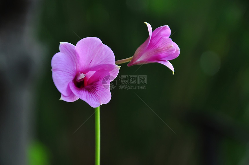 紫兰花花植物群异国生长植物学兰花热带花束风格植物叶子图片