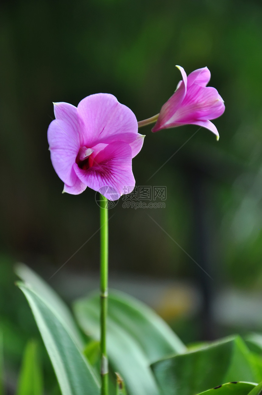 紫兰花花花园叶子植物学兰花花束花瓣热带美丽脆弱性异国图片