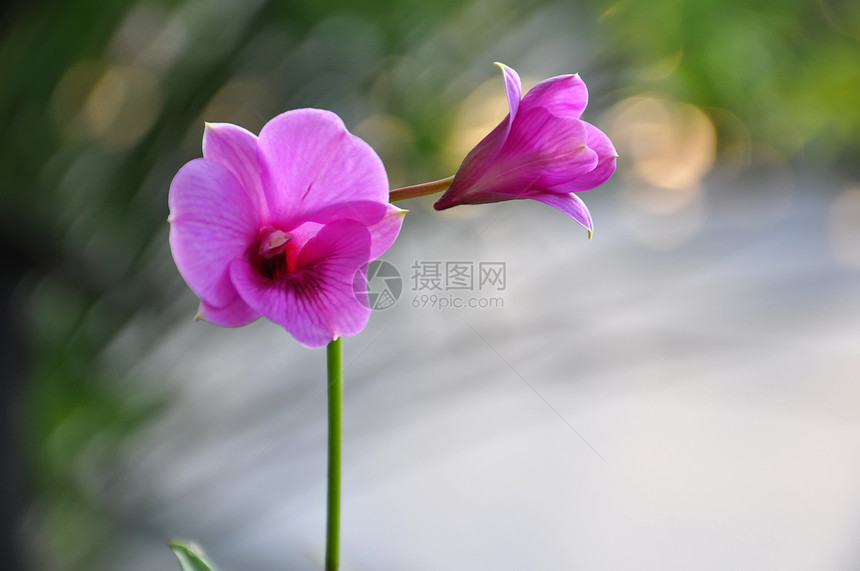 紫兰花花热带花瓣花束美丽礼物植物群装饰花园脆弱性植物图片