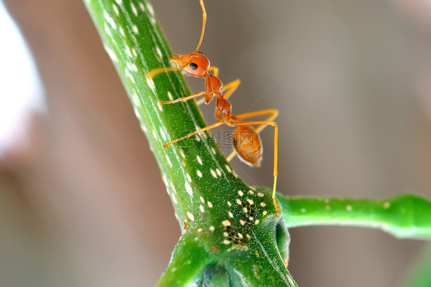 红蚂蚁动物群叶子损害工人绿色昆虫红色天线昆虫学宏观图片