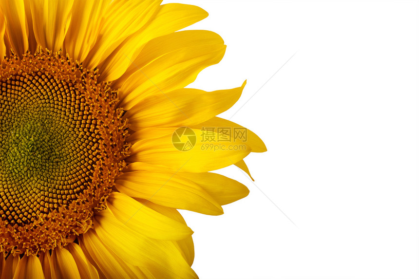 美丽的向日葵叶子宏观季节种子太阳天空框架植物阳光点燃图片