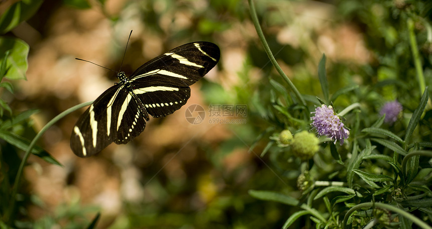 Zebra 长翼航班叶子全景鹿角昆虫动物水平蝴蝶照片绿色图片