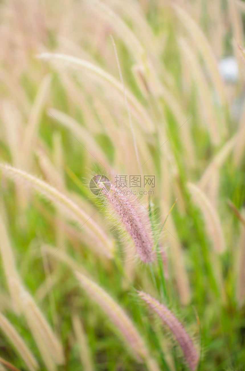 野生的狐尾草内衬花园杂草季节狐尾季节性绿色稻田种子图片