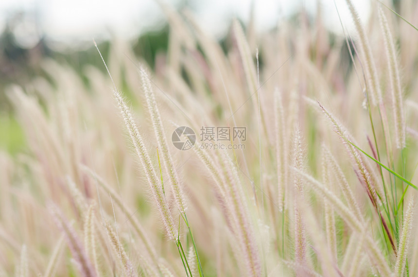 野生的狐尾草种子绿色杂草稻田季节季节性狐尾内衬花园图片