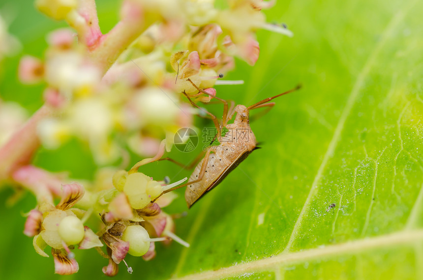 绿色的乳草翅膀半翅目荒野生物学漏洞昆虫野生动物昆虫学马术动物学图片