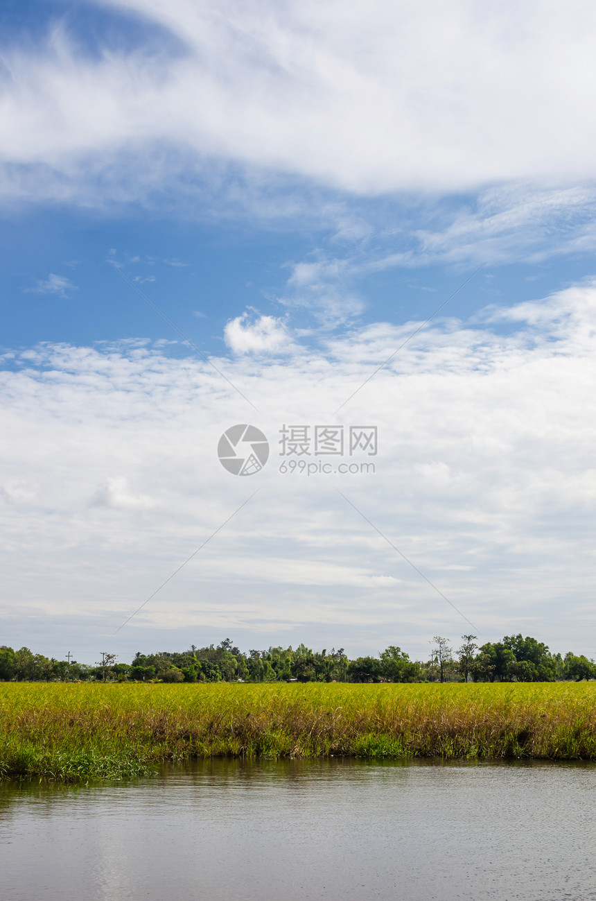 草地和蓝天空植物风景收成杂草季节生长绿色小麦天空黄色图片