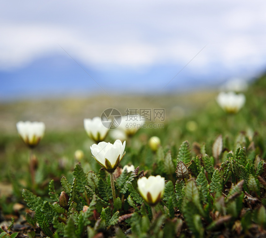 贾斯珀国家公园的阿尔卑恩草地荒野首脑哨子野花岩石宏观植物花朵风景山脉图片