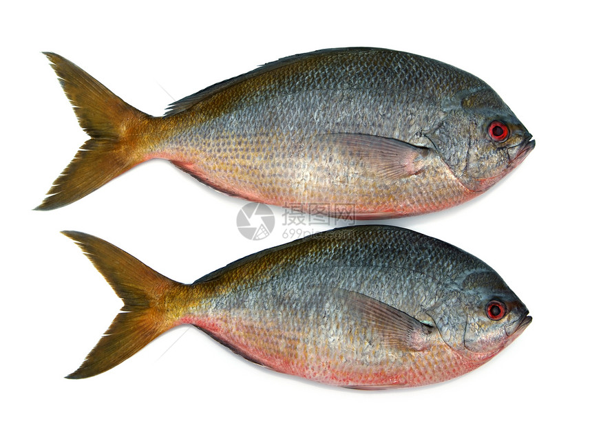 白色背景上孤立的黄尾鱼发丝鱼海洋海鲜渔业皮肤钓鱼热带尾巴饮食营养淡水图片