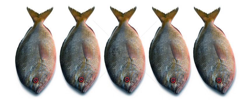 白色背景上孤立的黄尾鱼发丝鱼食物海鲜营养饮食渔业钓鱼鲤鱼热带鱼科皮肤图片