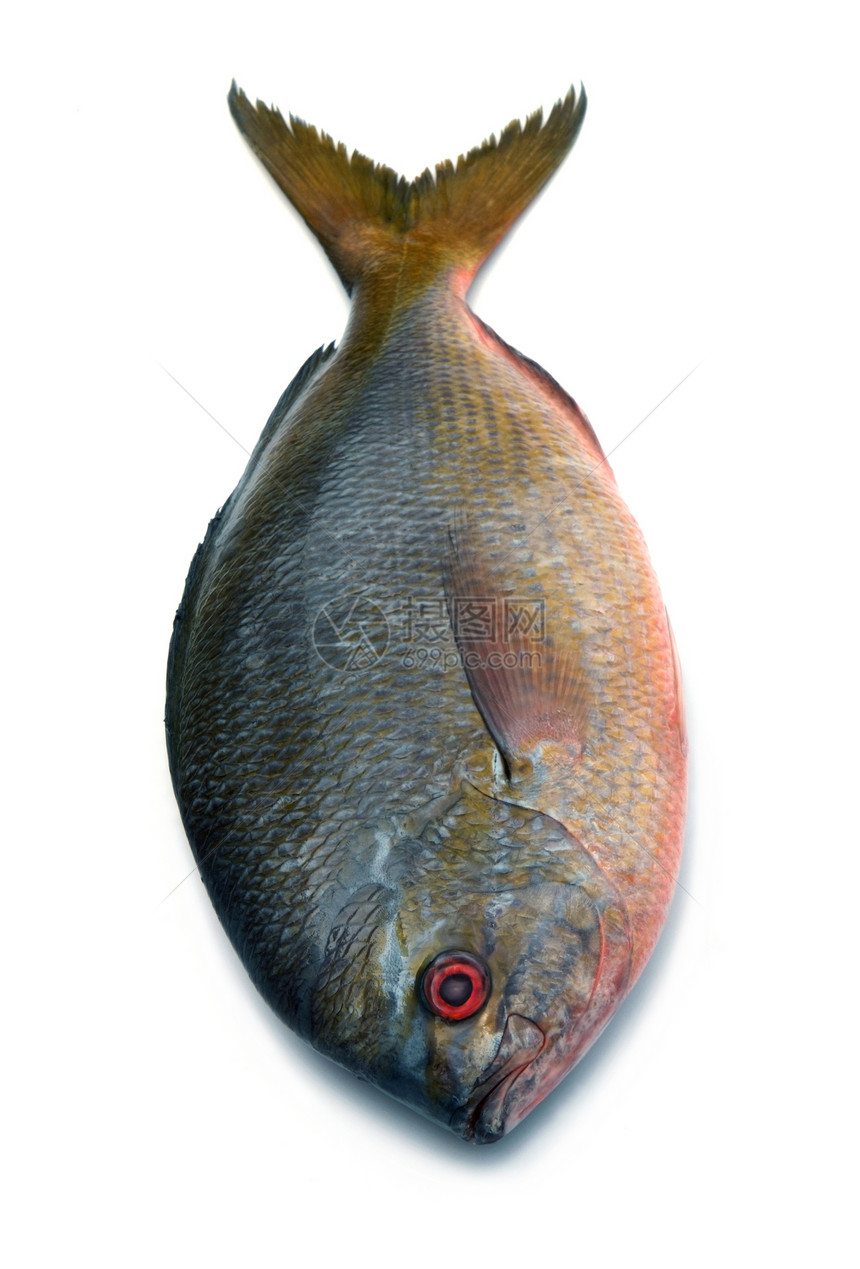 白色背景上孤立的黄尾鱼发丝鱼营养鱼科饮食淡水厨房皮肤热带钓鱼海洋尾巴图片
