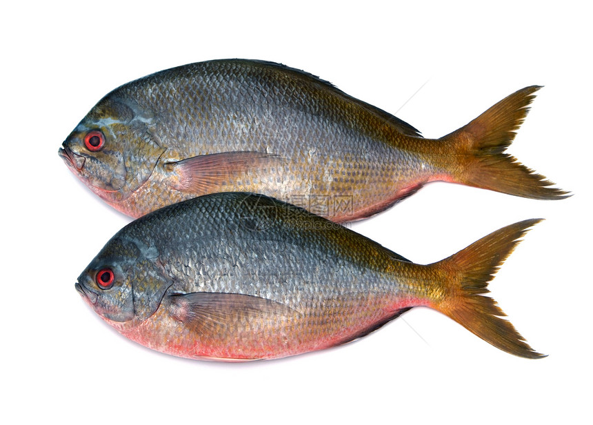白色背景上孤立的黄尾鱼发丝鱼渔业鱼科饮食营养海洋淡水皮肤厨房鲤鱼标本图片