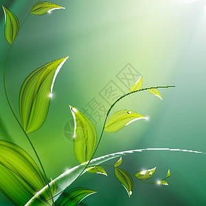 植物矢量背景 Eps10横幅场景星星生态波浪状生长框架创造力绿色叶子背景图片