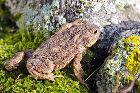 苔的常见蛤头(Bufo bufo)背景图片