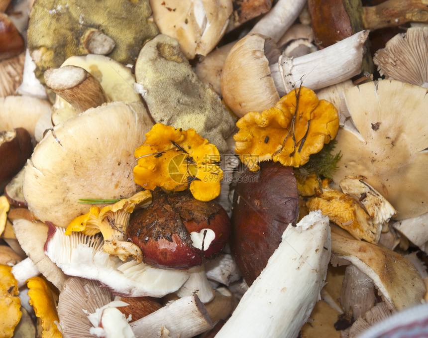多种不同种类的蘑菇图片