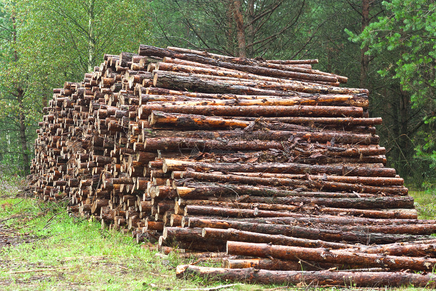 很多锯木林业生态材料环境分支机构软木活力资源树干日志图片