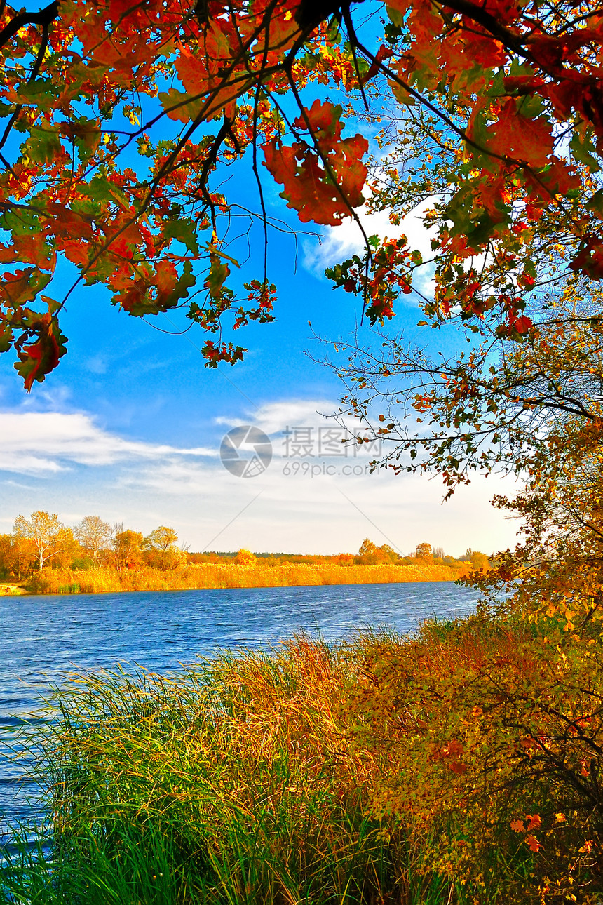 在湖边的秋天森林叶子水平土地生态香蒲美化镜子树叶植物群图片