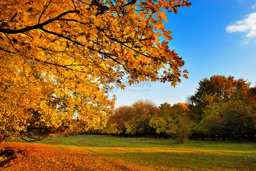 秋树水平地平线绿色橙子公园车道场地土地风景蓝色图片