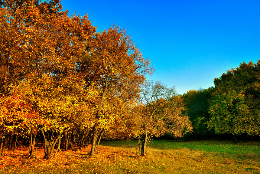 秋红黄树图片